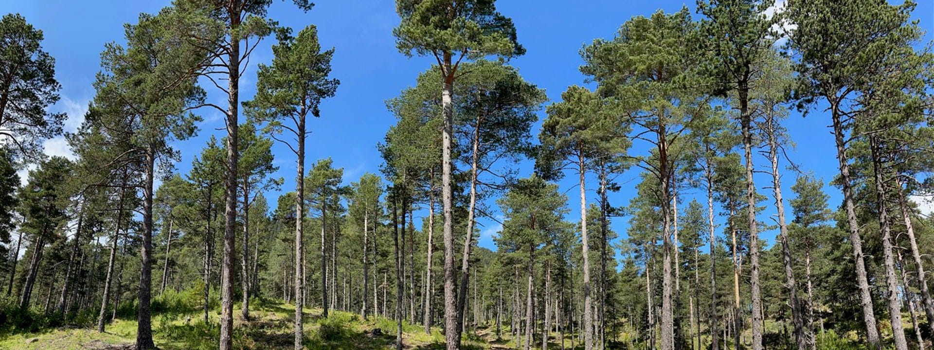 Sustainable Public Forest Management in Catalonia